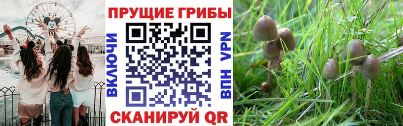 блэк спрут маркетплейс  Электросталь  Галлюциногенные грибы Psilocybe  закладка 